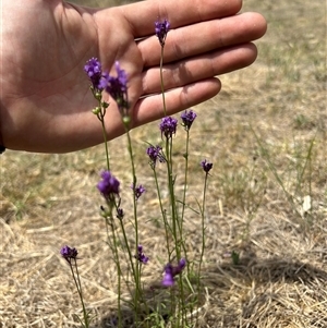 Linaria pelisseriana at Fadden, ACT - 1 Nov 2024 11:29 AM