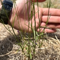 Linaria pelisseriana at Fadden, ACT - 1 Nov 2024