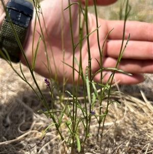 Linaria pelisseriana at Fadden, ACT - 1 Nov 2024 11:29 AM