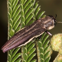 Agrilus hypoleucus at Bruce, ACT - 30 Oct 2024 10:39 AM