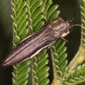 Agrilus hypoleucus at Bruce, ACT - 30 Oct 2024 10:39 AM