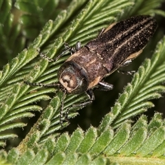 Agrilus hypoleucus at Bruce, ACT - 30 Oct 2024 10:39 AM