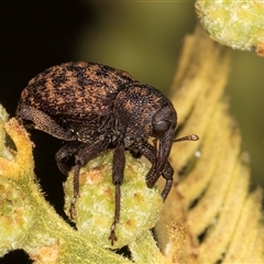 Melanterius costipennis (A weevil) at Bruce, ACT - 30 Oct 2024 by kasiaaus