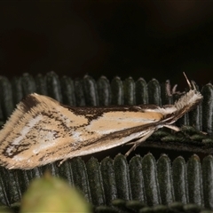 Thema macroscia (A concealer moth) at Bruce, ACT - 30 Oct 2024 by kasiaaus