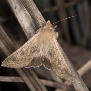 Helicoverpa punctigera at Bruce, ACT - 30 Oct 2024 10:52 AM