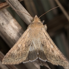 Helicoverpa punctigera at Bruce, ACT - 30 Oct 2024 10:52 AM