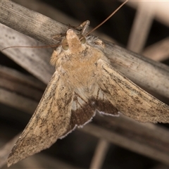 Helicoverpa punctigera at Bruce, ACT - 30 Oct 2024 10:52 AM