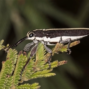 Rhinotia suturalis at Bruce, ACT - 30 Oct 2024