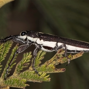 Rhinotia suturalis at Bruce, ACT - 30 Oct 2024