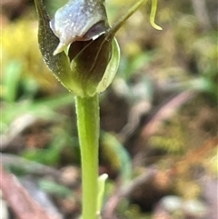 Pterostylis pedunculata (Maroonhood) at Weldborough, TAS - 23 Oct 2024 by Clarel