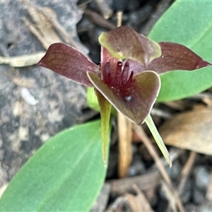 Chiloglottis triceratops (Three-horned Bird Orchid) at Pyengana, TAS by Clarel