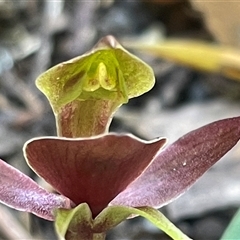 Chiloglottis triceratops at Pyengana, TAS - suppressed