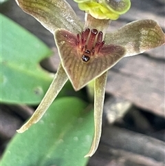 Chiloglottis triceratops at Pyengana, TAS - suppressed