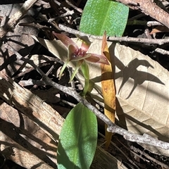 Chiloglottis triceratops at Pyengana, TAS - suppressed