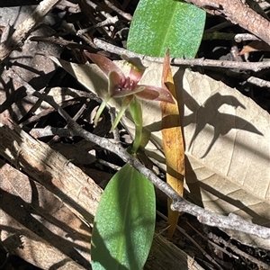 Chiloglottis triceratops at Pyengana, TAS - 23 Oct 2024