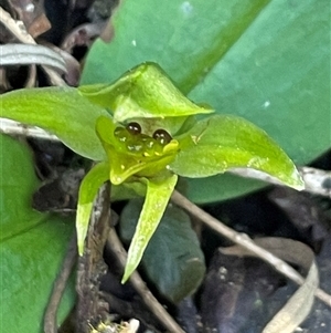 Chiloglottis cornuta (Green Bird Orchid) at Pyengana, TAS by Clarel