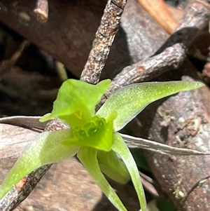 Chiloglottis cornuta at Pyengana, TAS - suppressed