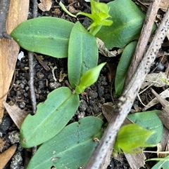 Chiloglottis cornuta at Pyengana, TAS - 23 Oct 2024