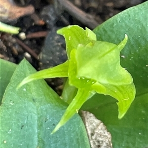 Chiloglottis cornuta at Pyengana, TAS - 23 Oct 2024