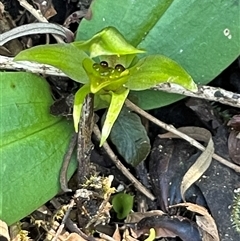 Chiloglottis cornuta at Pyengana, TAS - 23 Oct 2024