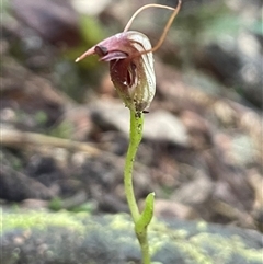 Pterostylis pedunculata (Maroonhood) at Pyengana, TAS - 23 Oct 2024 by Clarel