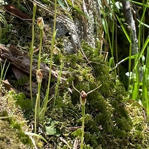 Pterostylis pedunculata at Pyengana, TAS - suppressed