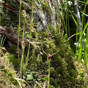 Pterostylis pedunculata at Pyengana, TAS - 23 Oct 2024