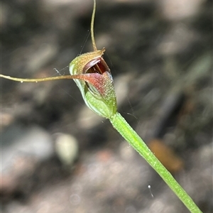 Pterostylis pedunculata at Pyengana, TAS - suppressed