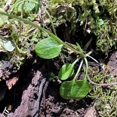 Pterostylis pedunculata at Pyengana, TAS - suppressed