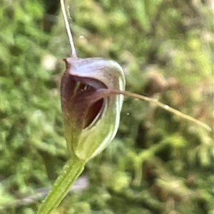 Pterostylis pedunculata at Pyengana, TAS - 23 Oct 2024