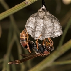 Polistes (Polistella) humilis (Common Paper Wasp) at Bruce, ACT - 30 Oct 2024 by kasiaaus