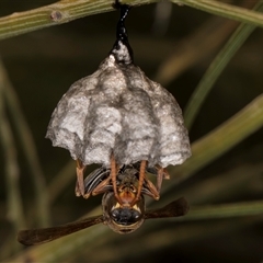 Polistes (Polistella) humilis at Bruce, ACT - 30 Oct 2024 11:00 AM