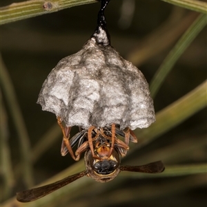 Polistes (Polistella) humilis at Bruce, ACT - 30 Oct 2024 11:00 AM