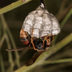 Polistes (Polistella) humilis at Bruce, ACT - 30 Oct 2024 11:00 AM