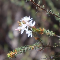 Calytrix tetragona (Common Fringe-myrtle) at Scamander, TAS - 23 Oct 2024 by Clarel