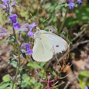 Pieris rapae at Braidwood, NSW - 1 Nov 2024