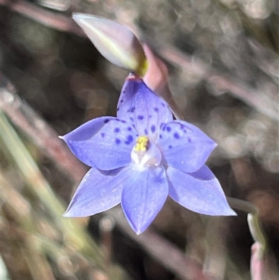 Thelymitra sp. at Scamander, TAS - 23 Oct 2024 by Clarel