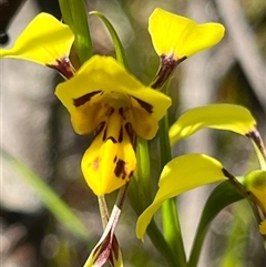 Unidentified Orchid at Scamander, TAS - 23 Oct 2024 by Clarel