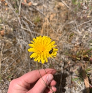 Dicranolaius villosus at Strathnairn, ACT - 1 Nov 2024