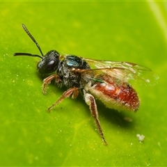 Lasioglossum (Homalictus) punctatum (A halictid bee) at Downer, ACT - 1 Nov 2024 by RobertD