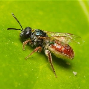 Lasioglossum (Homalictus) punctatum at Downer, ACT - 1 Nov 2024