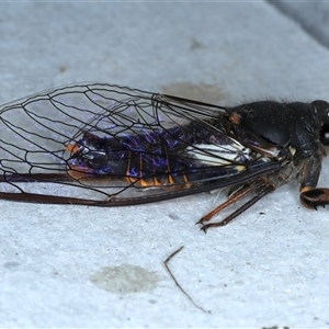 Yoyetta hunterorum at Rosedale, NSW - 28 Oct 2024