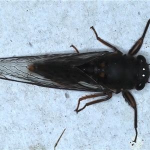 Yoyetta hunterorum at Rosedale, NSW - 28 Oct 2024 09:38 PM