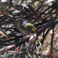 Zosterops lateralis (Silvereye) at Higgins, ACT - 16 Oct 2014 by Jennybach