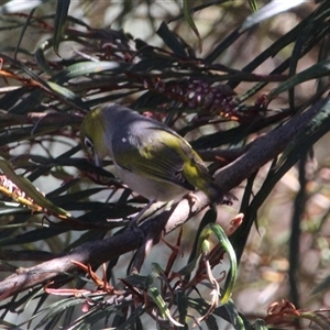 Zosterops lateralis at Higgins, ACT - 16 Oct 2014