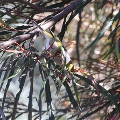 Zosterops lateralis at Higgins, ACT - 16 Oct 2014