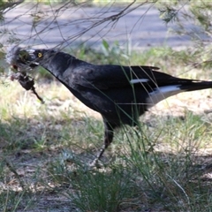 Strepera graculina (Pied Currawong) at Higgins, ACT - 7 Oct 2014 by Jennybach