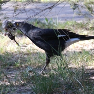 Strepera graculina at Higgins, ACT - 8 Oct 2014