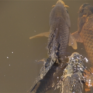 Cyprinus carpio at Yarralumla, ACT - 12 Nov 2014 12:24 PM