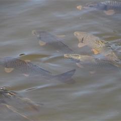 Cyprinus carpio at Yarralumla, ACT - 12 Nov 2014